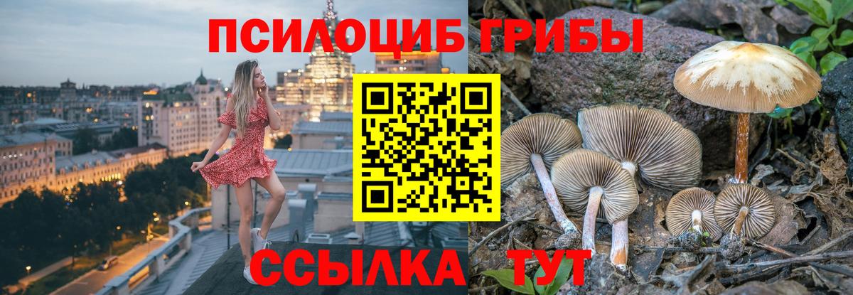 Псилоцибиновые грибы Psilocybine cubensis Новосибирск